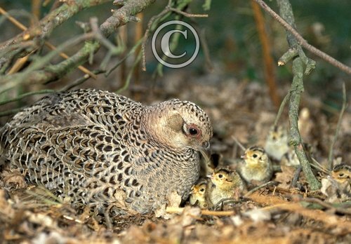 pheasant with chicks DMO549